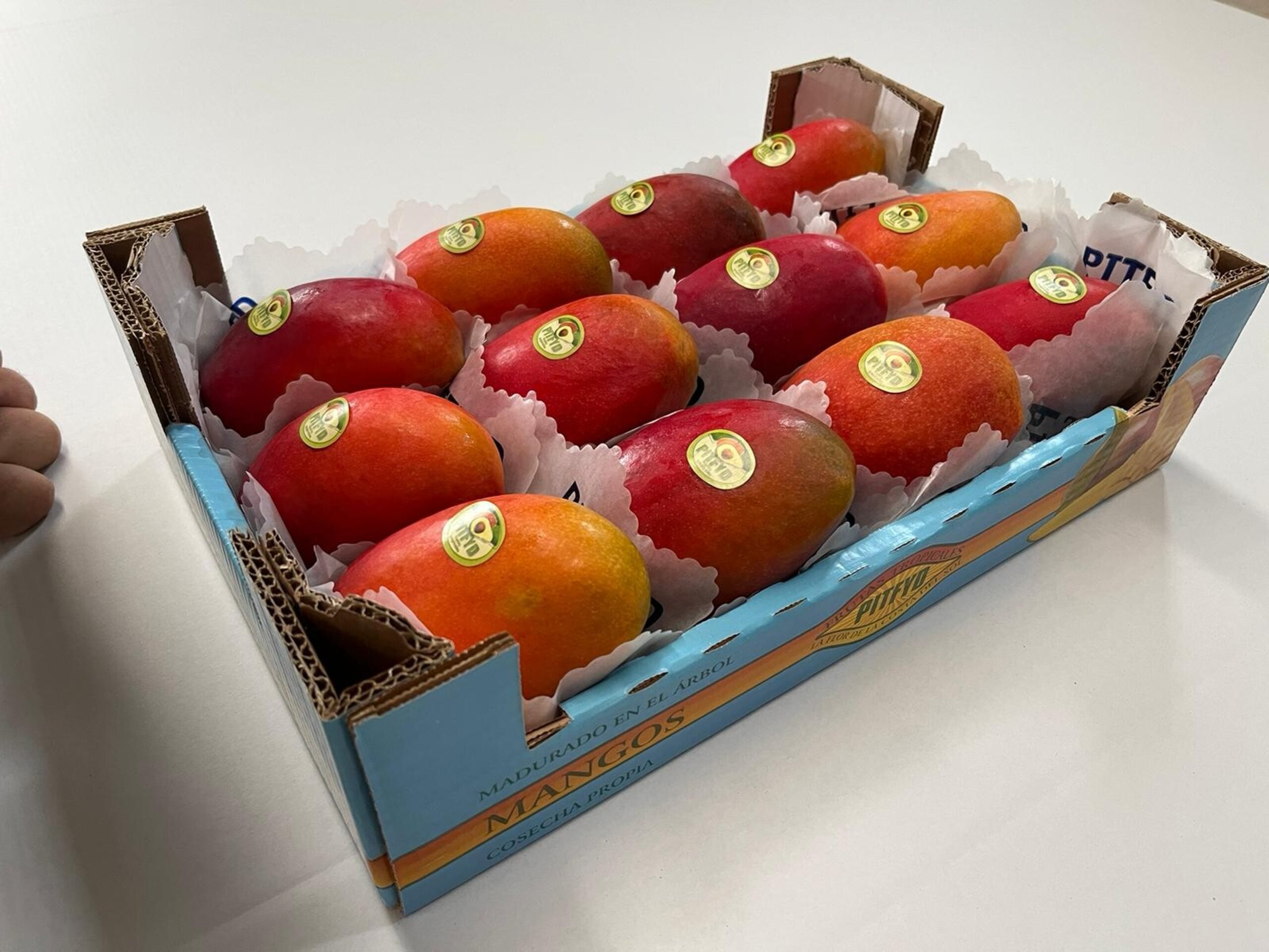MANGO IRWIN ECO - 2